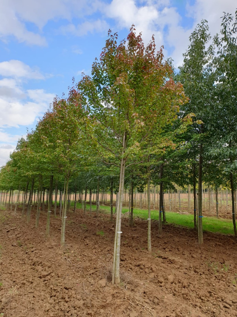 acer rubrum