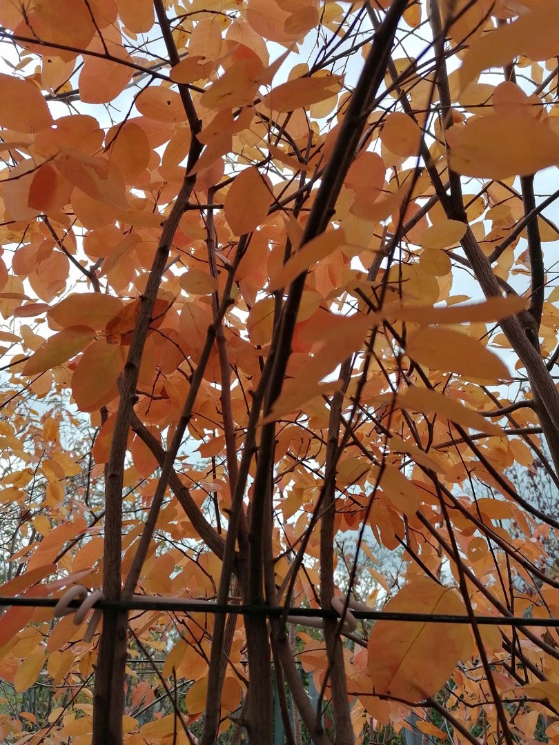 amelanchier lamarckii