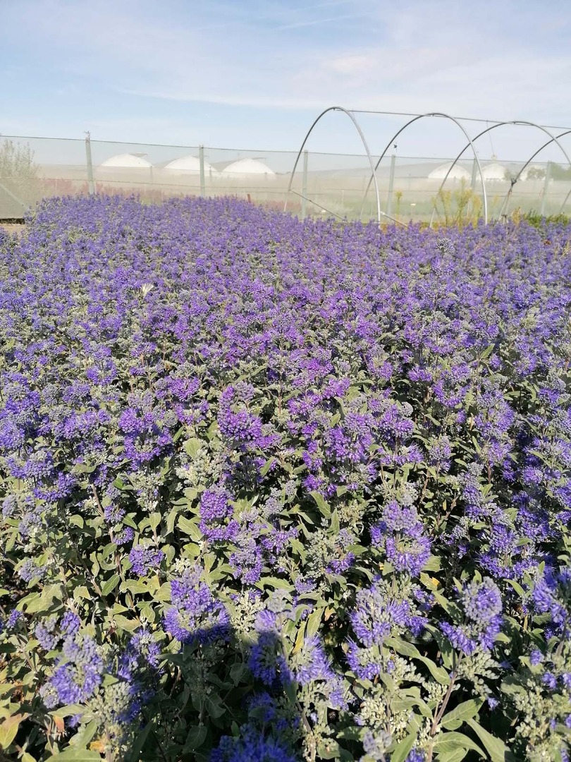 caryopteris grand bleu