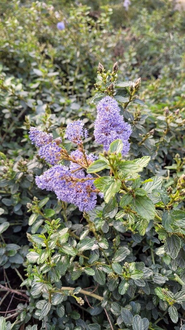 ceanothus repens