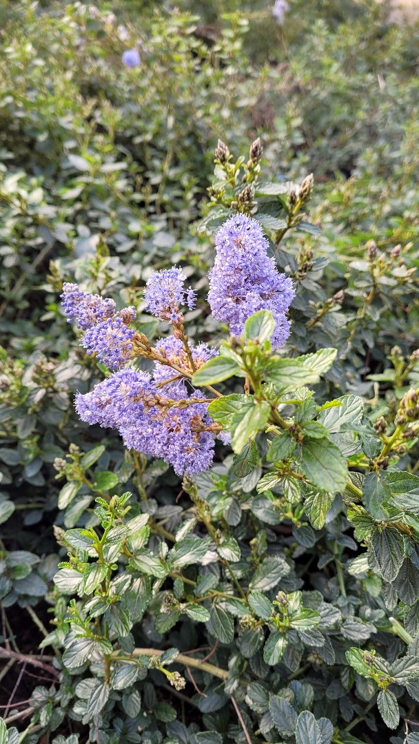 ceanothus repens