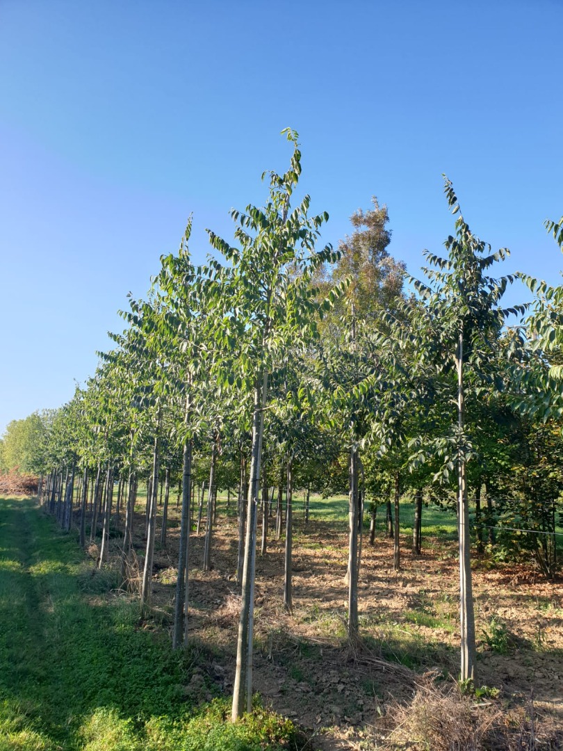 celtis autralis