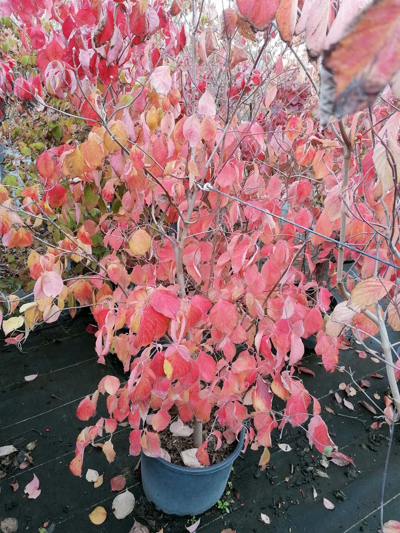 cornus Florida