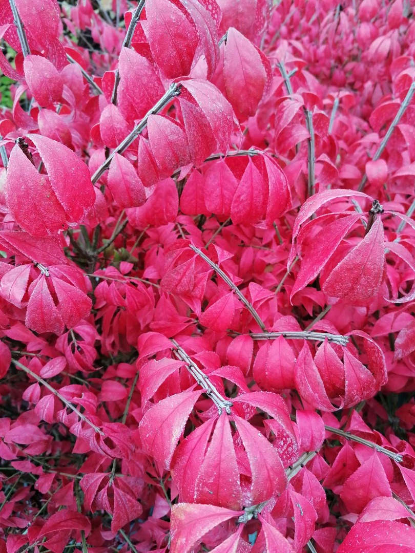 euonymus alatus compactus