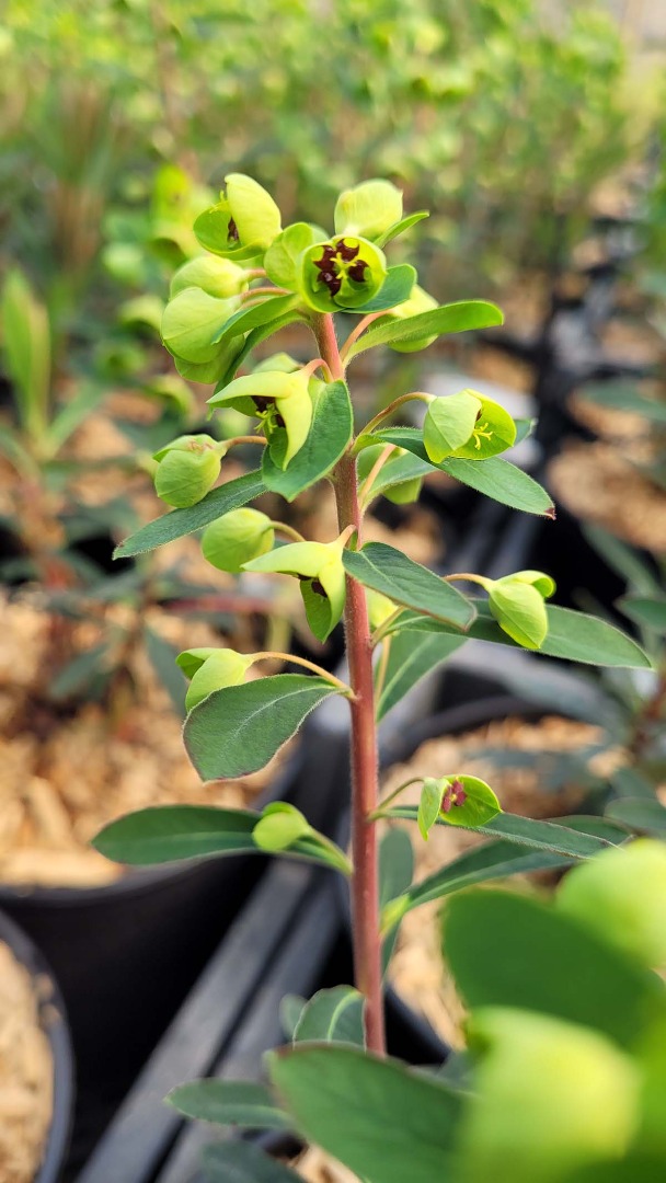 euphorbia martini