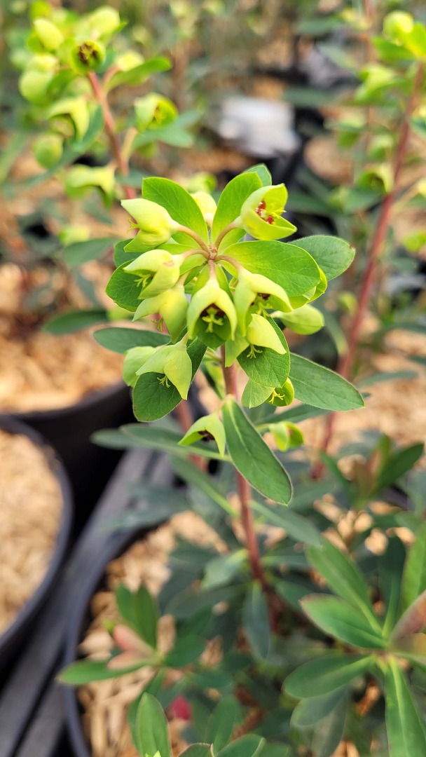 euphorbia martini