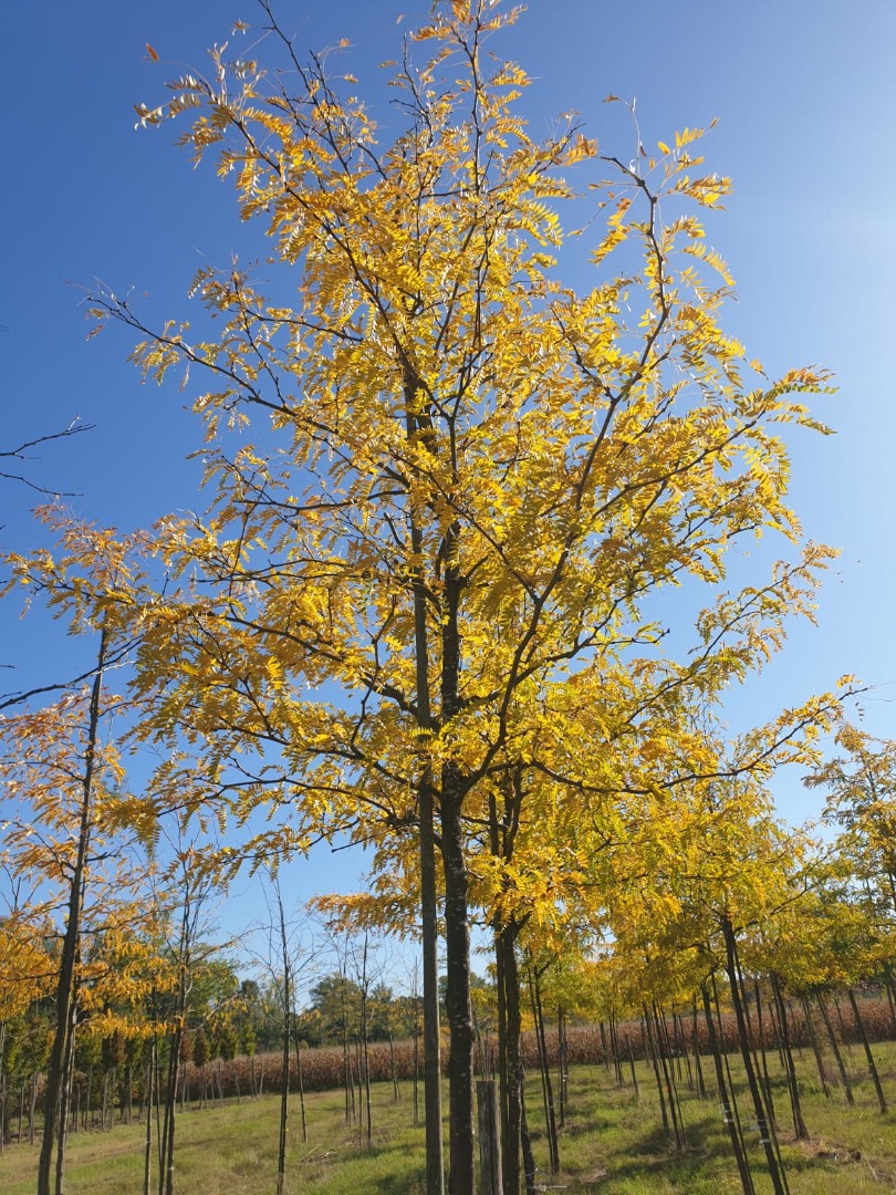 gleditsia inermis