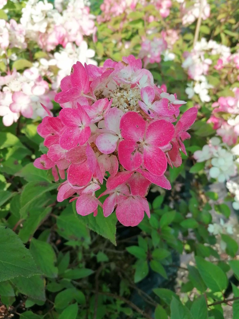 hydrangea diamant rouge