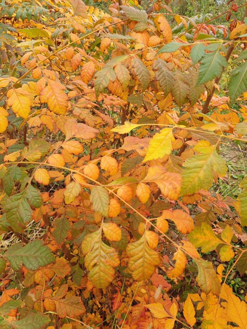 koelreuteria paniculata