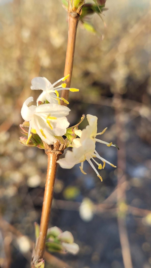 lonicera fragrantissima