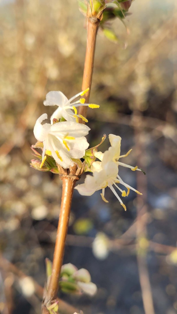 lonicera fragrantissima