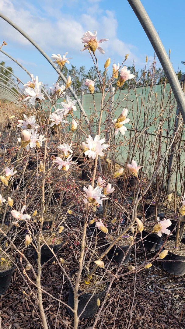 magnolia stellata