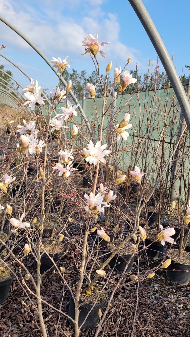 magnolia stellata