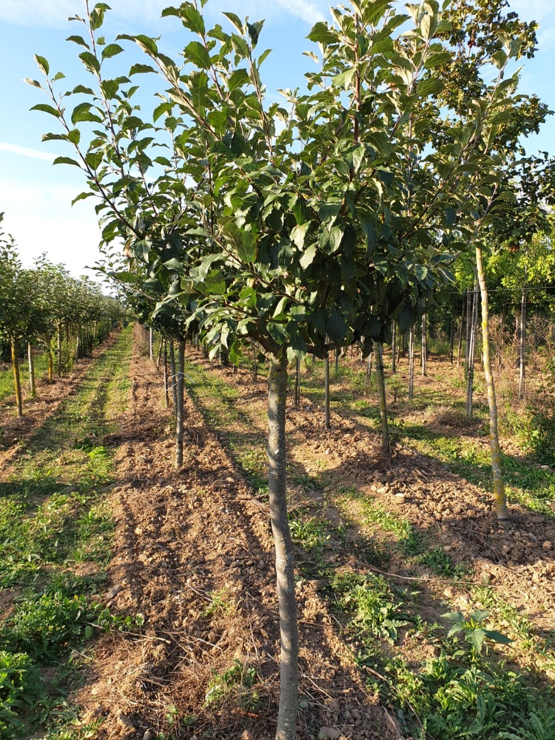 malus varié en 3XT