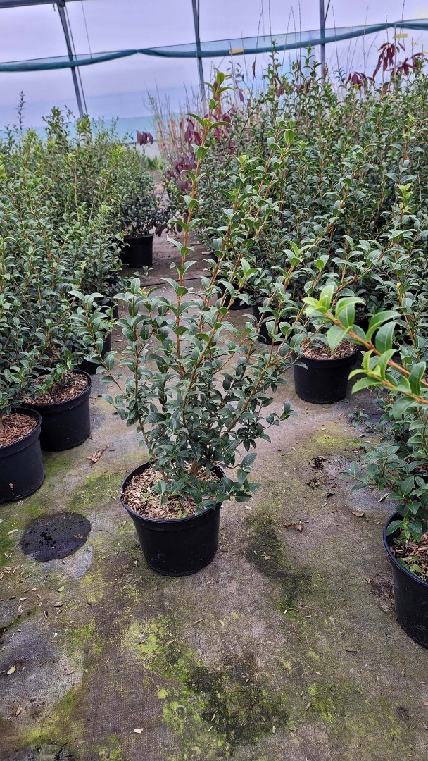 Osmanthus burkwoodii C4