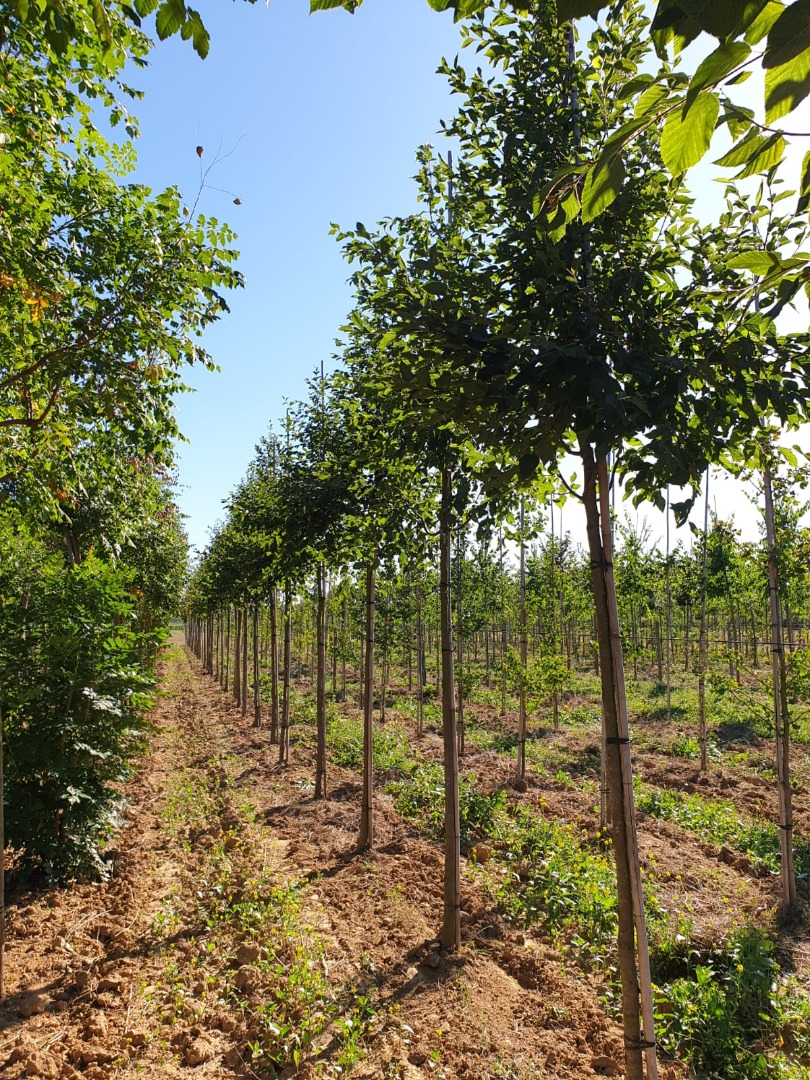 ostrya carpinifolia