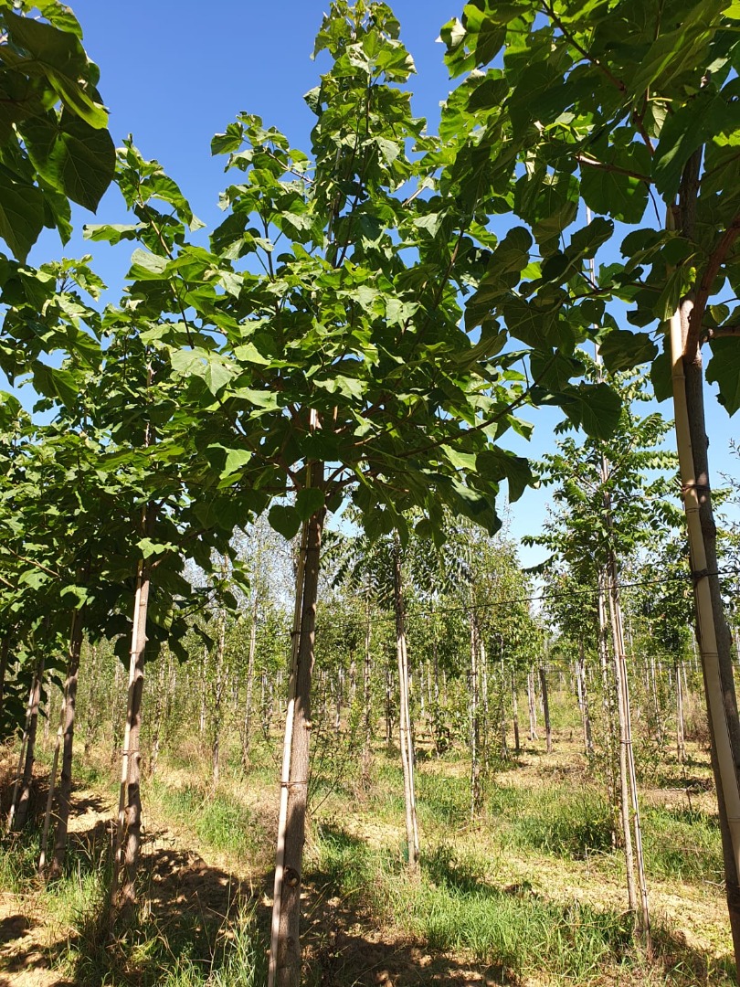 paulownia tomentosa