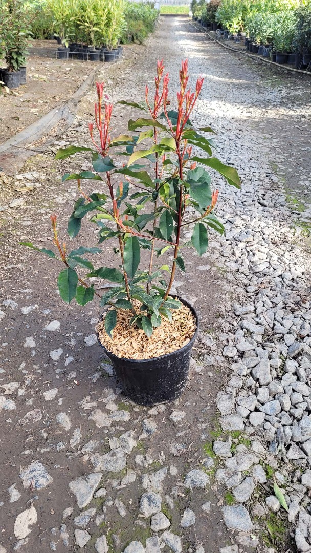 Photinia fra 'Camilvy'