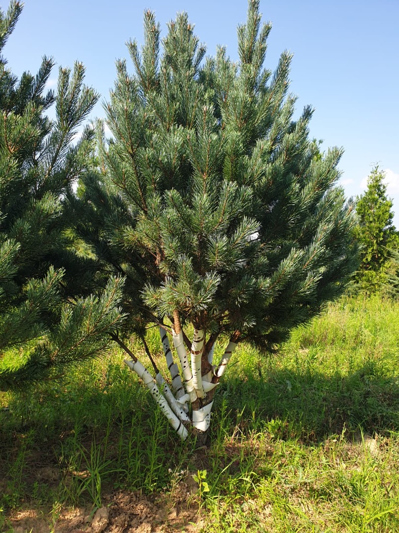 pinus sylvestris watereri