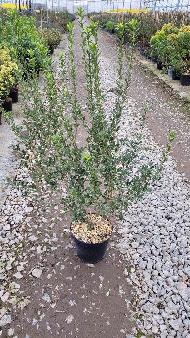 Pittosporum Hétérophyllum C10