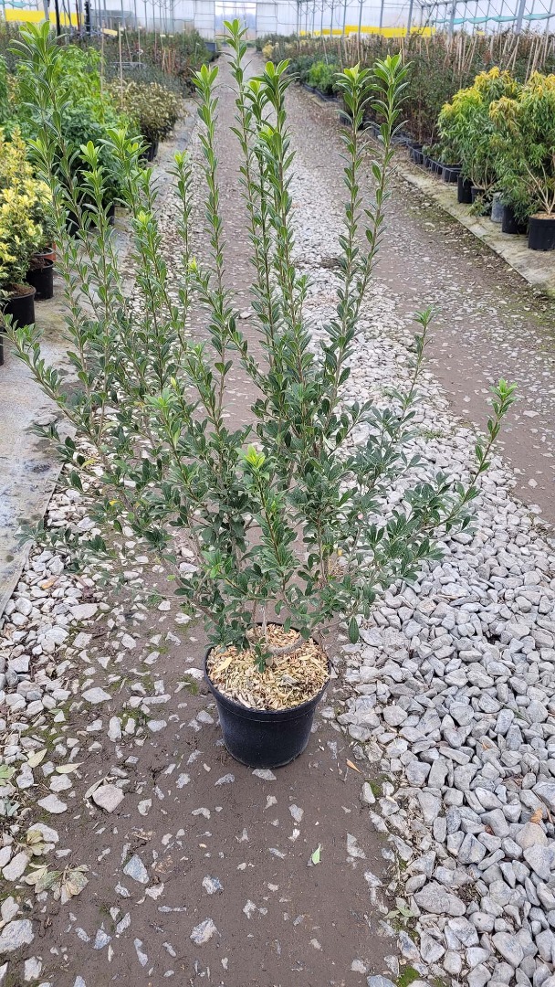 Pittosporum Hétérophyllum C10