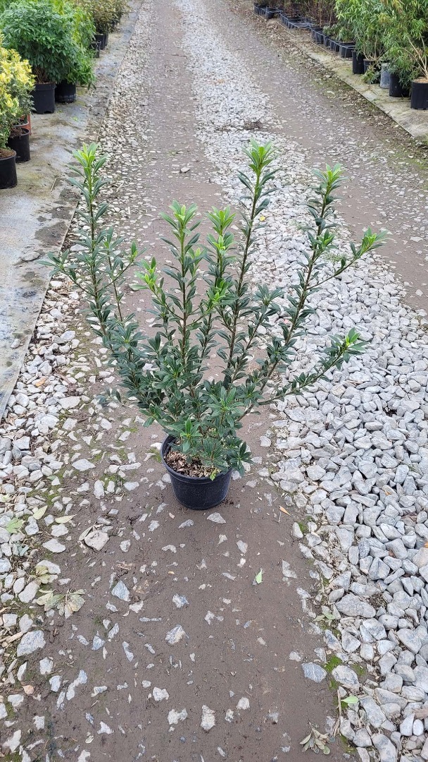 pittosporum hétérophyllum C4