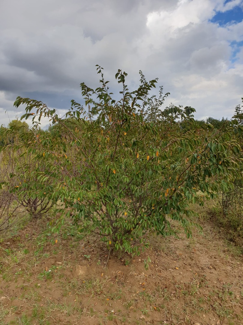 prunus accolade