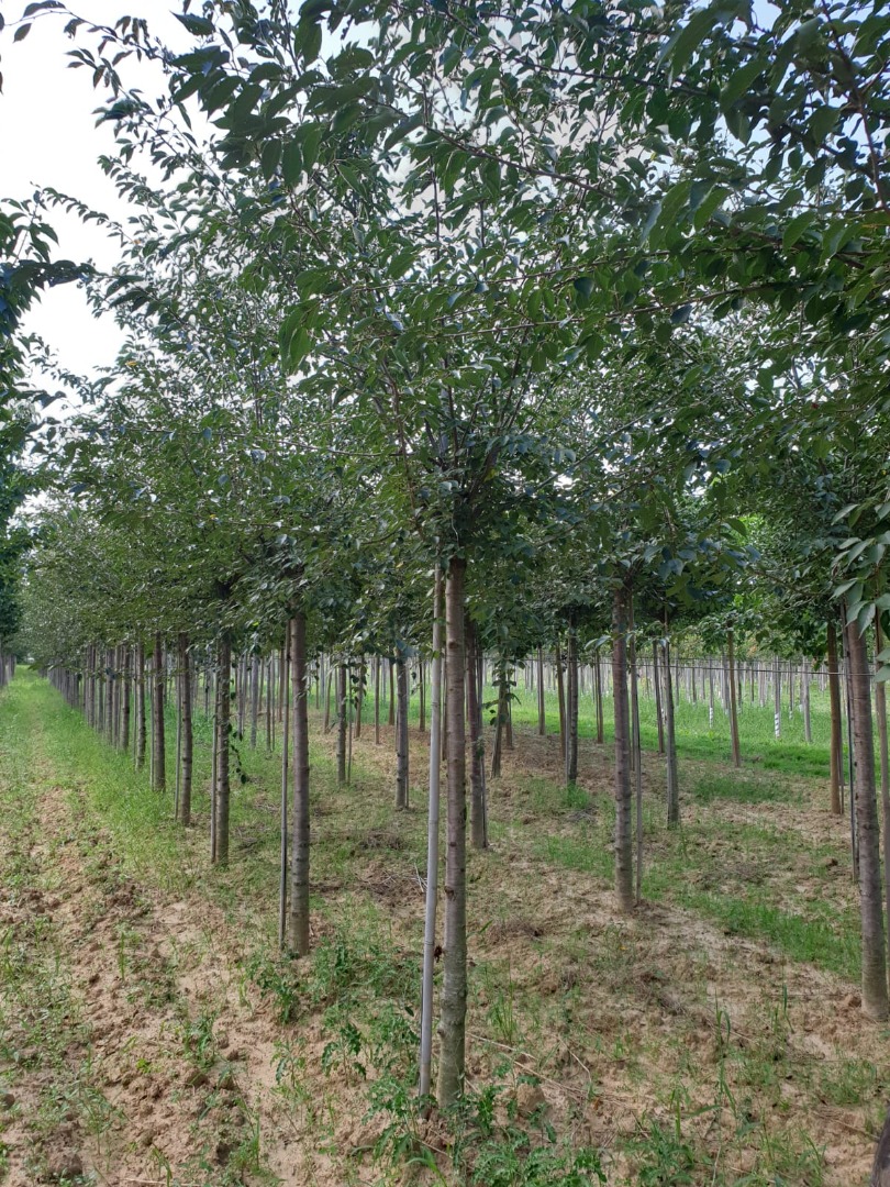 prunus autumnalis