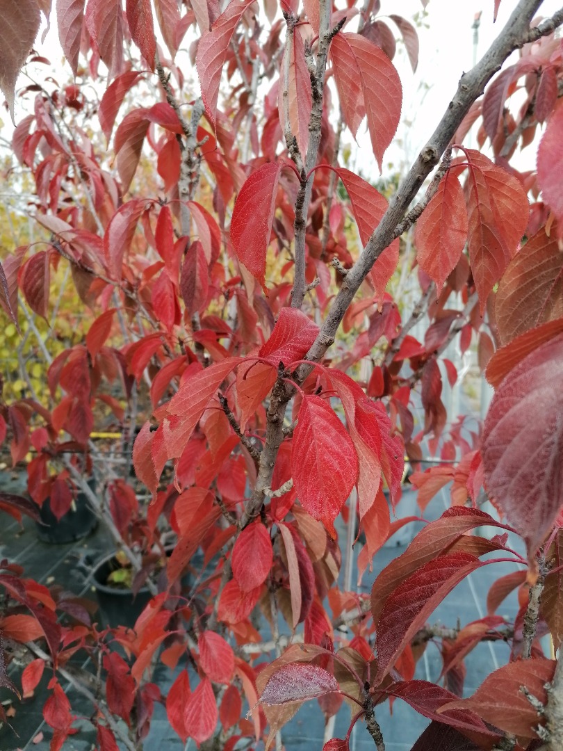 prunus royal burgundy