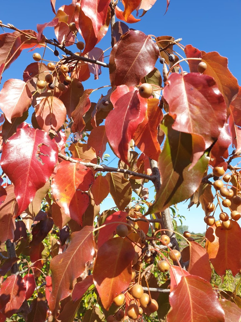 pyrus calleryana chanticleer