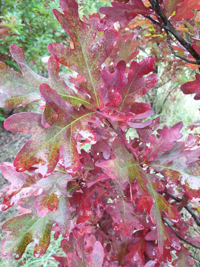 quercus bimondorum crimson spire