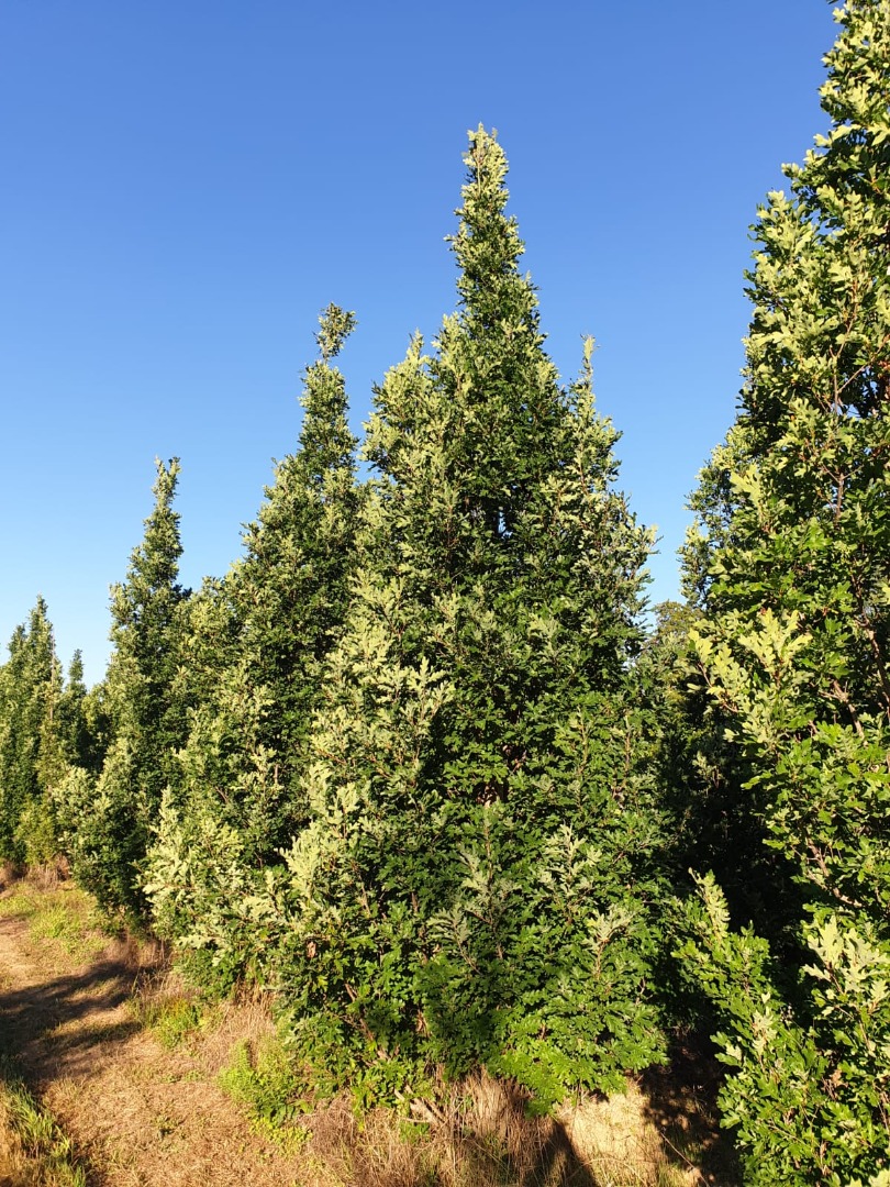 quercus bimondorum crimson spire