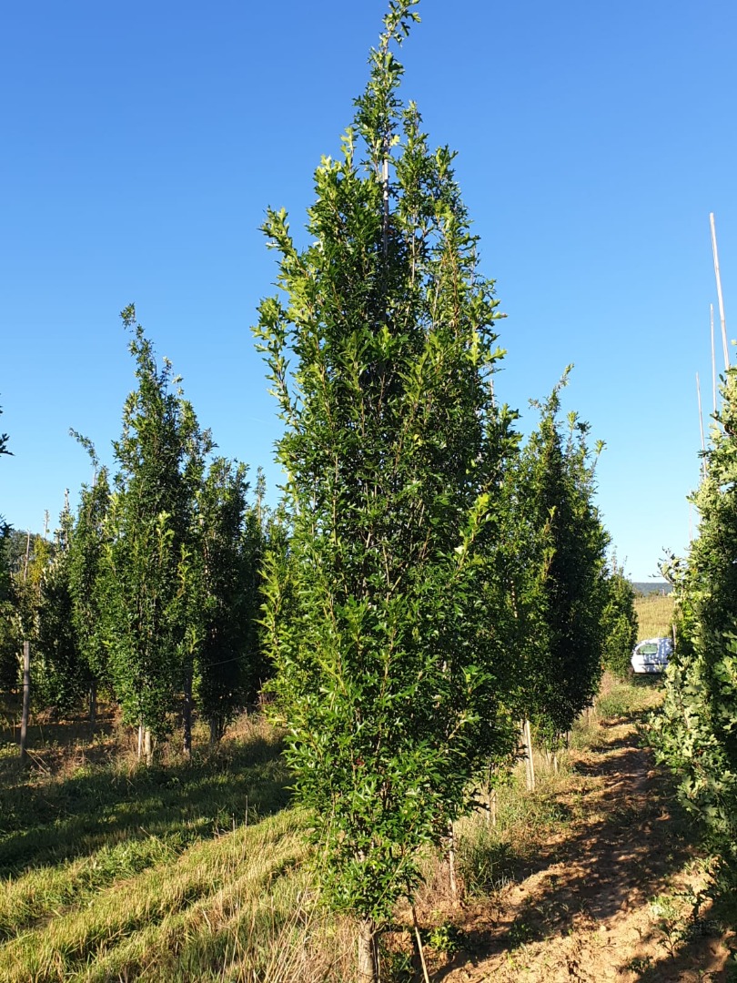 quercus palustris green pilard