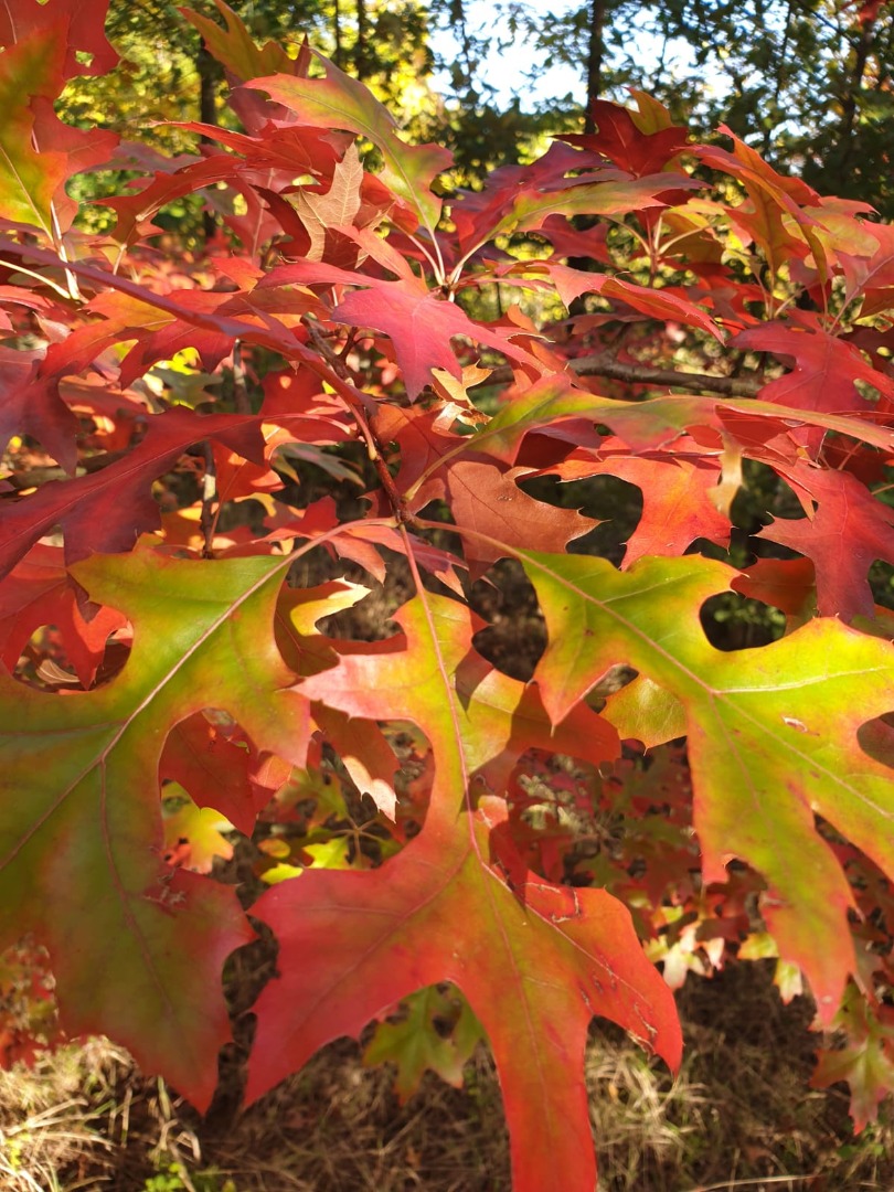 quercus palustris