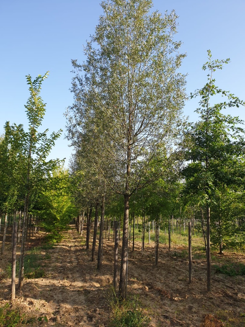 salix alba liempde