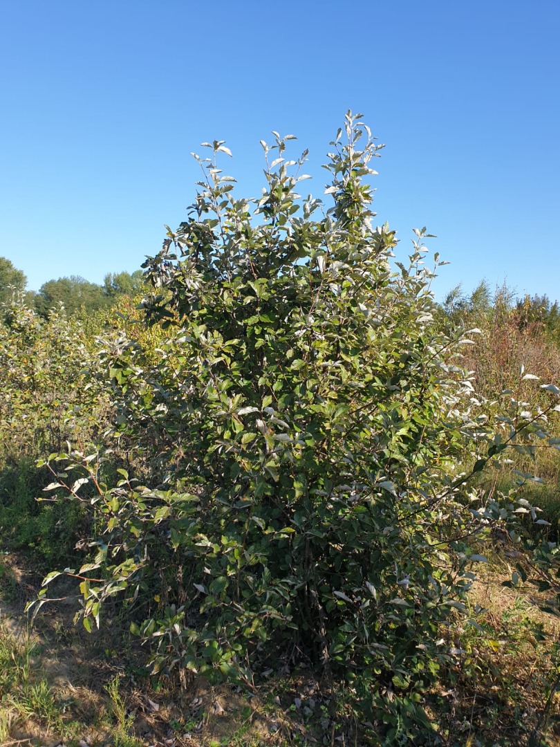 sorbus aria Cépée 200.250