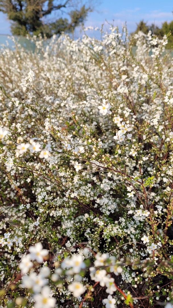 spiraea thunbergii