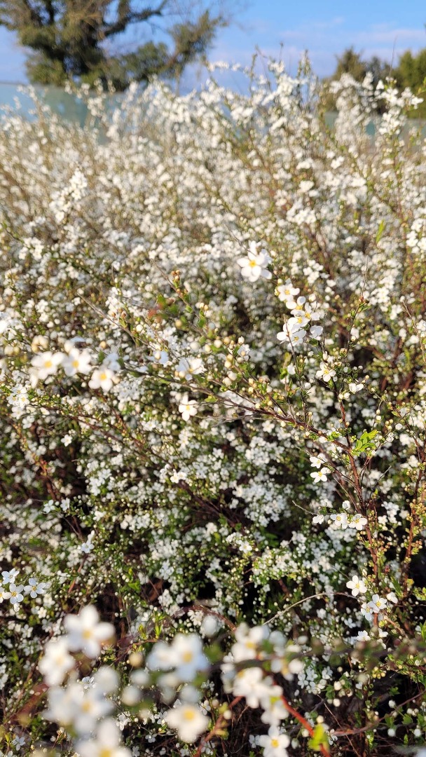 spiraea thunbergii