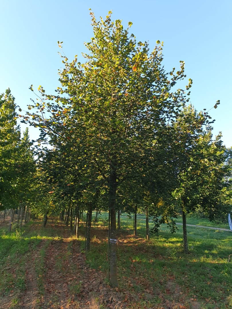 Tilia platyphylos