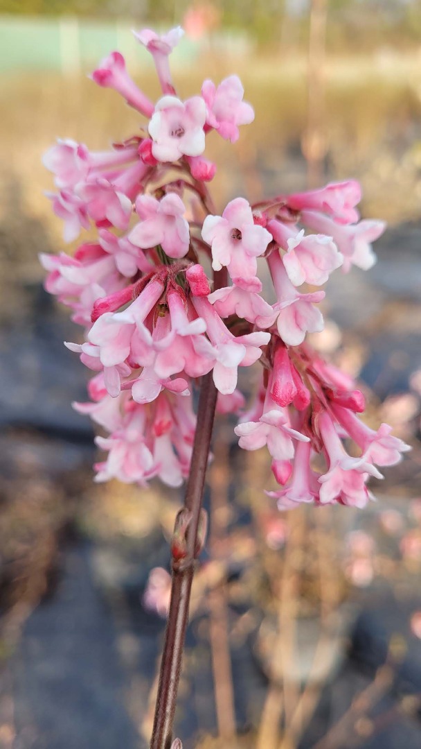 viburnum bodnentense