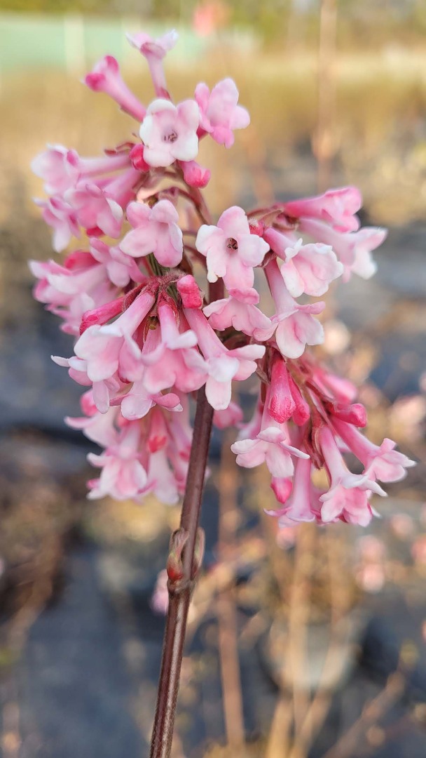 viburnum bodnentense