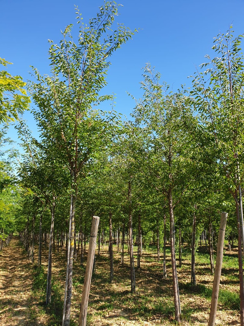 zelkova serrata green vase